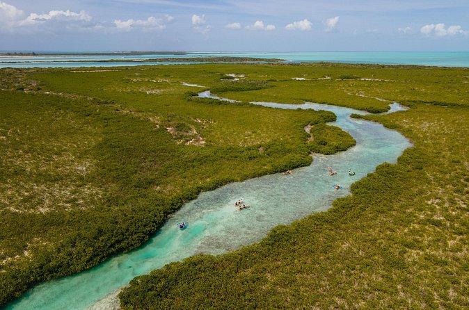 2 Hours Clear Kayaking Activity on Mangrove Cay - Wildlife Spotting in Clear Mangrove Water