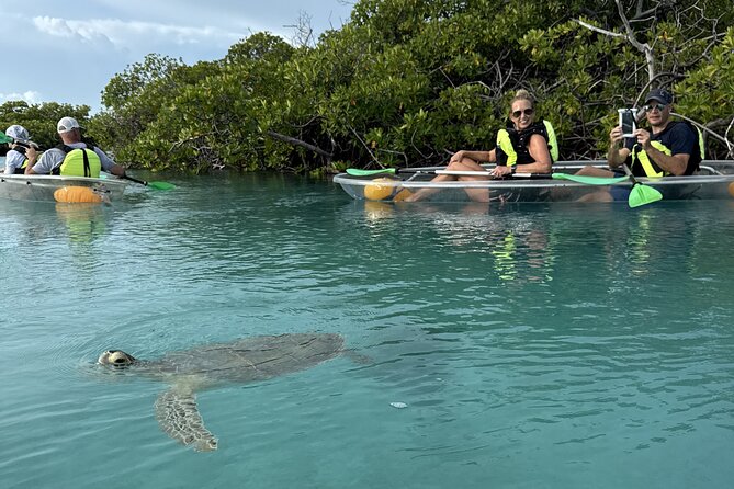 3hr Clear Kayak Tour of Mangroves, Marine Life and Iguanas - Key Highlights You’ll Feel Fast