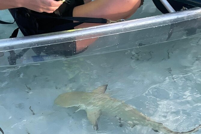 3hr Clear Kayak Tour of Mangroves, Marine Life and Iguanas - Mangrove Cay: Your 2-Hour Wildlife Window