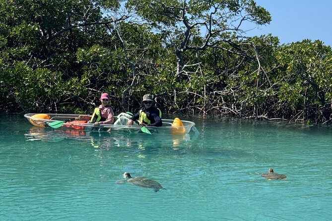 3hr Clear Kayak Tour of Mangroves, Marine Life and Iguanas - Iguana Island: Endangered Rock Iguanas Up Close