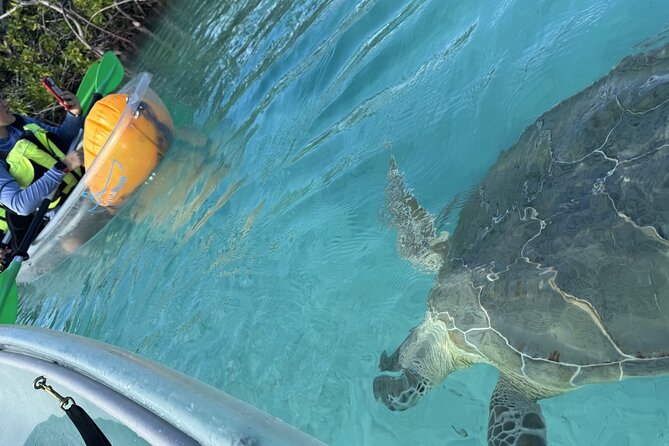 3hr Clear Kayak Tour of Mangroves, Marine Life and Iguanas - Who Should Book This Tour (and Who Might Skip It)