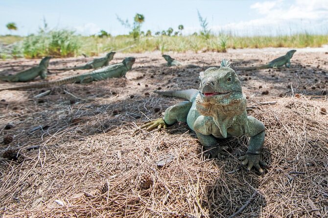 3HR Emerald reef snorkeling, iguana island and shipwreck tour - Little Water Cay and Iguana Island: the slow beat after the reef