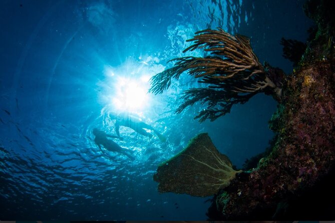 3HR Emerald reef snorkeling, iguana island and shipwreck tour - What you will see along the way: more wildlife than you expect