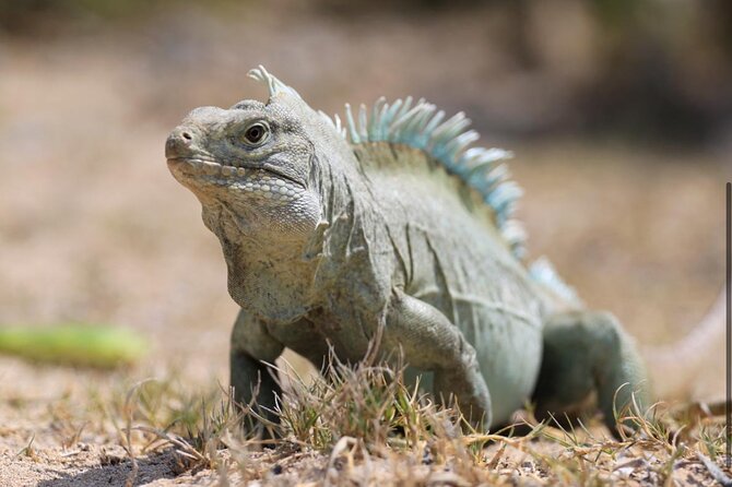 3HR Emerald reef snorkeling, iguana island and shipwreck tour - Price and value: $125 plus $20 transportation, and what you get back