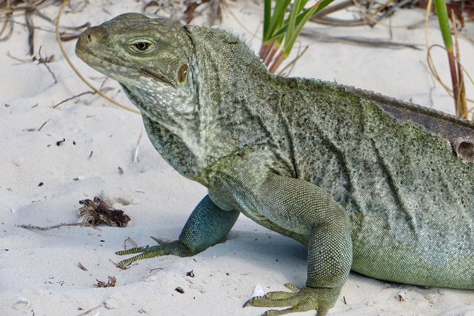 4-Hour Catamaran Sail and Snorkel Tour from Grace Bay - What makes this Grace Bay catamaran day feel easy