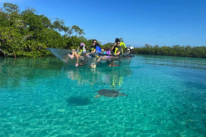 6-Passenger Motorized Clear Kayak Mangrove Tour in Providenciales - Price and value: $482 per group, up to 6 passengers