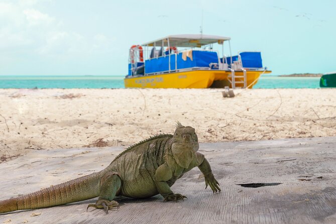 Afternoon Half Day Cruise from Providenciales with Snorkeling and Iguana Island - A Sweet Spot: Reef Snorkeling Plus Iguana Island in Half a Day