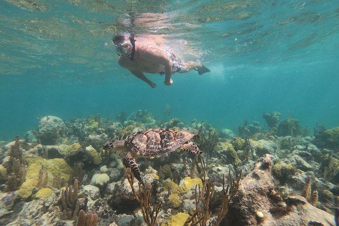 Afternoon Half Day Cruise from Providenciales with Snorkeling and Iguana Island - Where You Meet: Alexandra Resort and the Easy Beach Hut Check-In