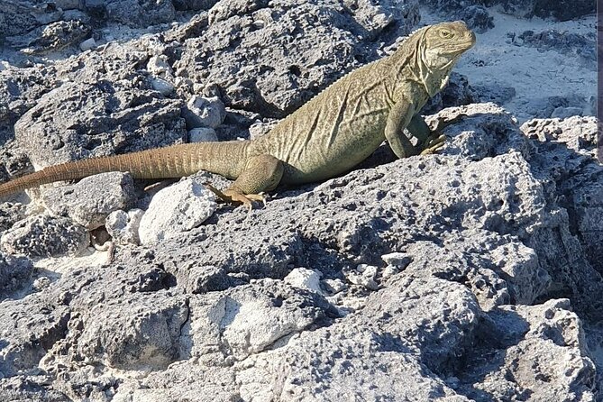 Clear Bottom Kayaks Mangrove and Iguana Tour - Key highlights I’d plan around
