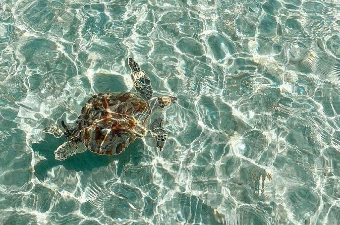 Clear Bottom Kayaks Mangrove and Iguana Tour - Turtle, shark, and conch clues you can use on your next stop