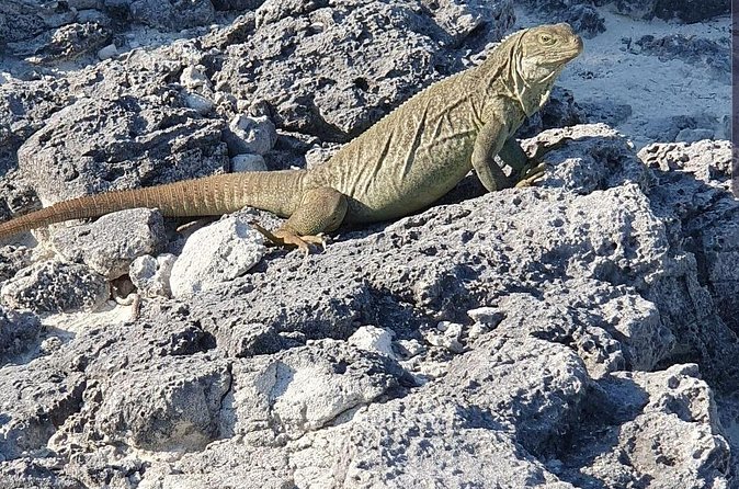 Clear Bottom Kayaks Mangrove and Iguana Tour - Small group size, attention, and what crowded mangroves can feel like