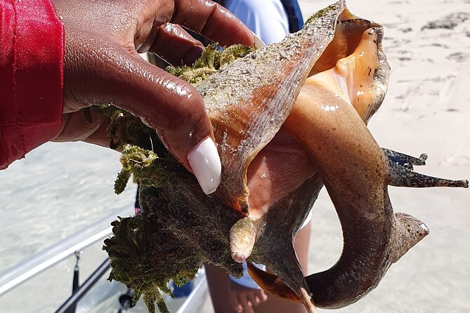 Clear Bottom Kayaks Mangrove Tour - Key points to know before you go