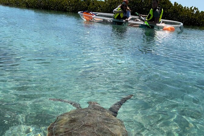 Clear Kayak Eco Tour Explore Mangroves and Meet the Turtles - Key Highlights Worth Planning For