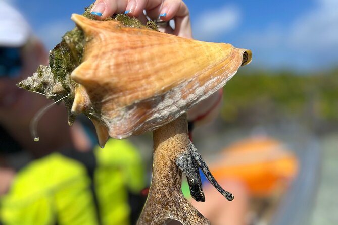 Clear Kayak Eco Tour Explore Mangroves and Meet the Turtles - The Clear-Bottom Kayak Advantage, and Why Sand Gets a Vote