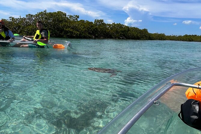 Clear Kayak Eco Tour Explore Mangroves and Meet the Turtles - Time, Group Size, and the Pace You Should Expect