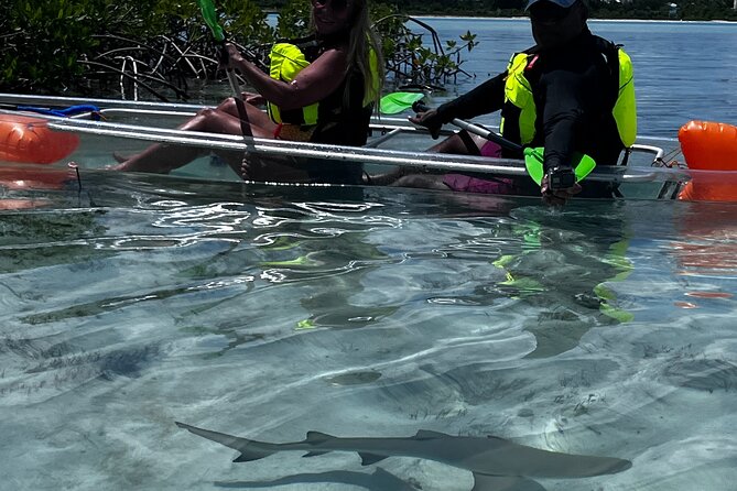 Clear Kayak Eco Tour Explore Mangroves and Meet the Turtles - What to Bring (So You Enjoy It More)