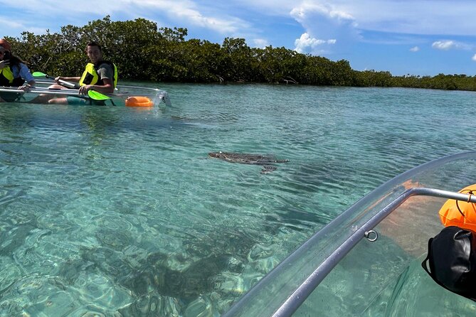 Clear Kayak Eco Tour Explore Mangroves and Meet the Turtles - Mangrove Cay: Your Main Hour in the Ecosystem