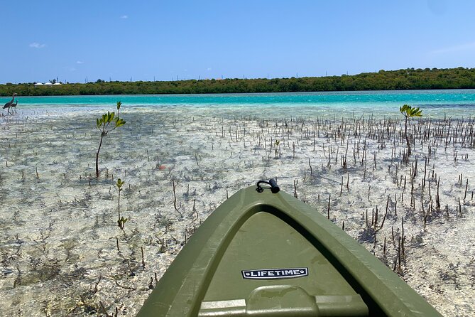 Clear kayak Grand Turk Island Kayak Tour of the mangroves - Wildlife You Can Expect: Birds, Juvenile Fish, Barracudas