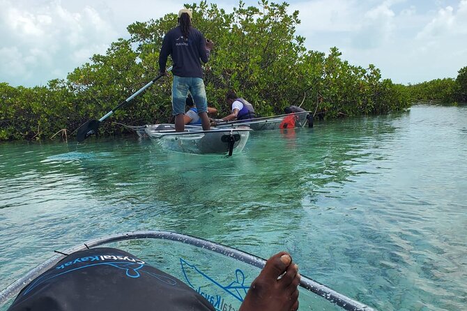 Clear Kayak Mangrove Eco Tour - Wildlife chances you should aim for, based on what the tour highlights