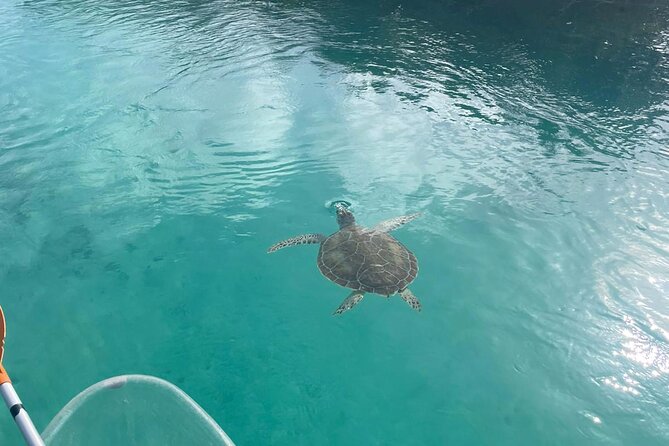 Clear Kayak Tour in Turks & Caicos Islands - Entering the mangroves: what a clear kayak experience really gives you