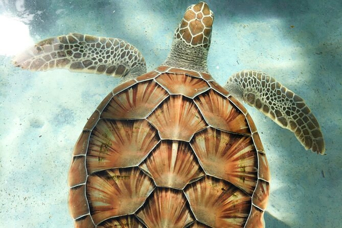 Clear Kayak Tour in Turks & Caicos Islands - Stop 1: Turks and Caicos waters, mangroves, and the animal checklist