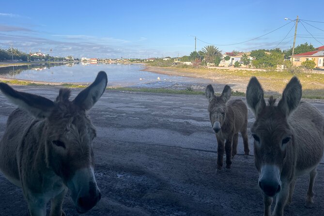 Exclusive Grand Turk Island Tour - Key points at a glance