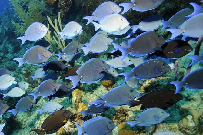 Exclusive Supreme Snorkeling Tour - Amazing Wall: the reef that drops fast