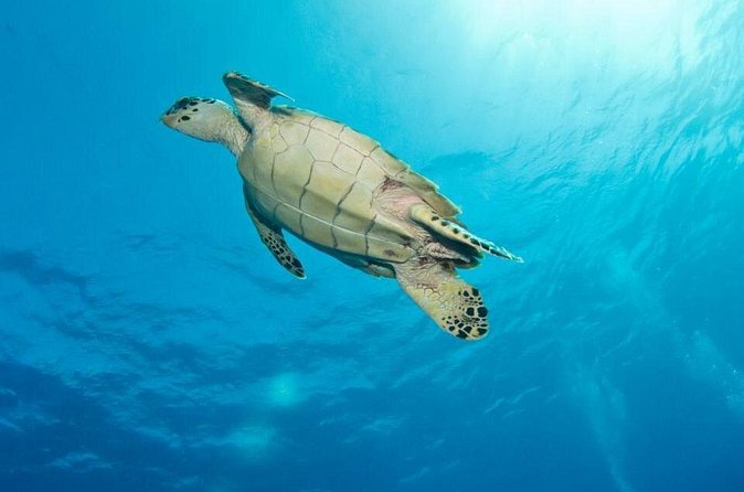 Exclusive Supreme Snorkeling Tour - Who this tour fits best (and who should skip it)