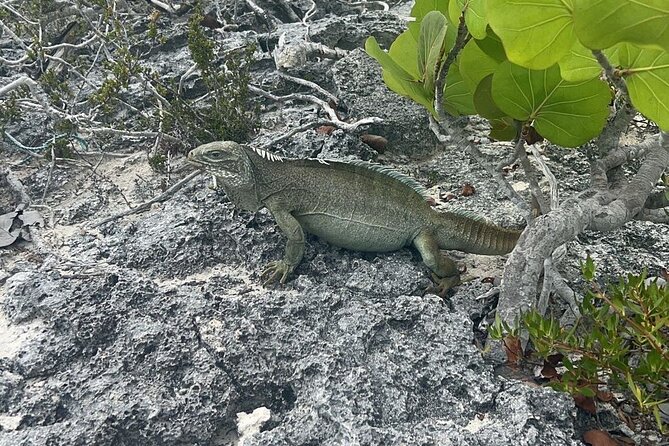Full Day Private Charter Tour Turks and Caicos - Grace Bay cruising, BBQ, and the long stretch of fun