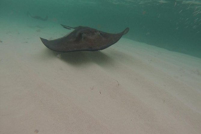 Gibbs Cay Stingray and Conch Dive Adventure - Practical stuff to pack and plan, so you enjoy the water