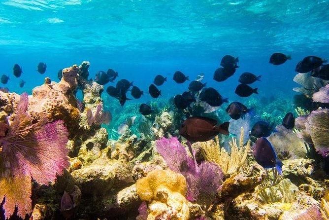 Grand Turk - Amazing Wall Snorkeling Tour - Meeting point and cruise timing near Cockburn Town