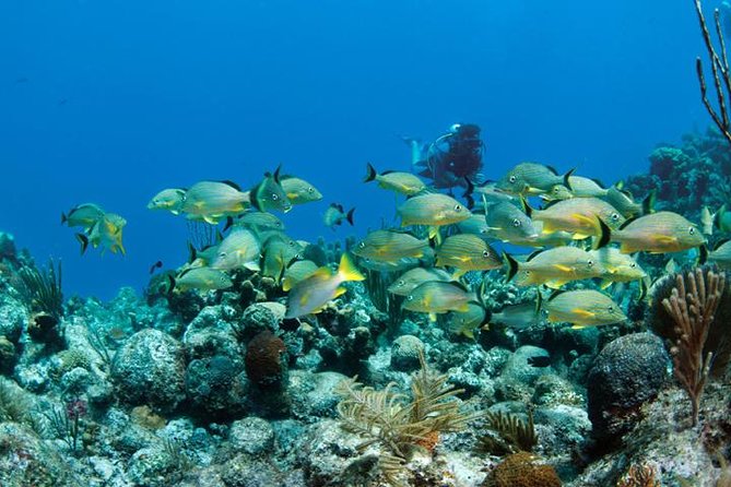 Grand Turk - Amazing Wall Snorkeling Tour - Snorkeling the wall: the reef life you can actually look for