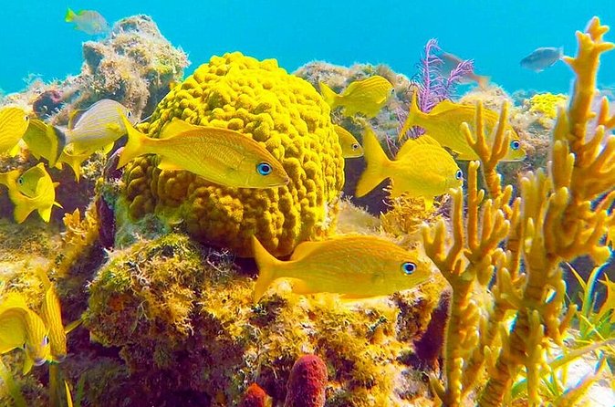 Grand Turk - Amazing Wall Snorkeling Tour - How the crew handles rough water and low visibility