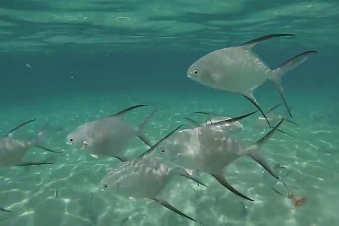Grand Turk - Amazing Wall Snorkeling Tour - Who should book this wall snorkeling tour