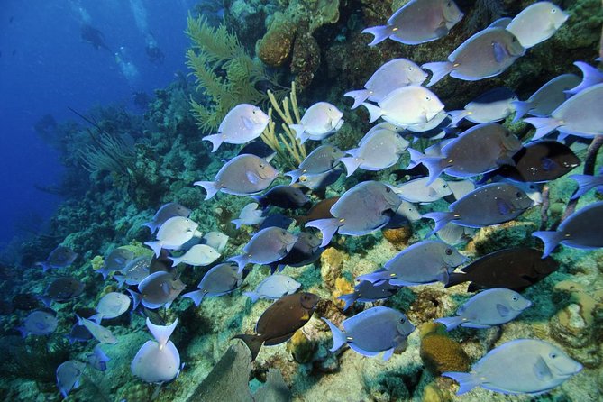 Grand Turk - Amazing Wall Snorkeling Tour - What happens on the boat before you splash in