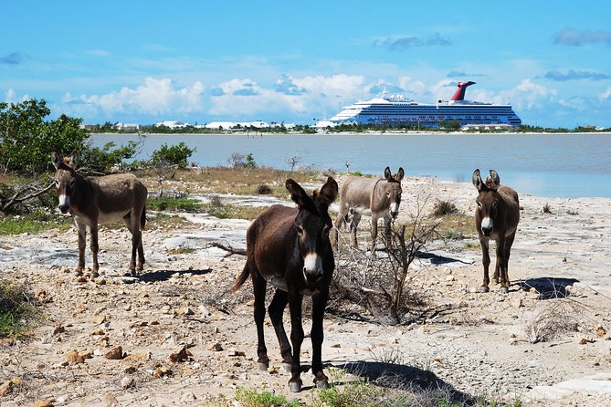 Grand Turk Historical Sightseeing Tour by Tram - Key things I would plan around