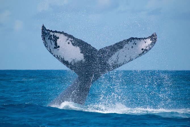 Grand Turk: Whale Watching - Key highlights you will care about