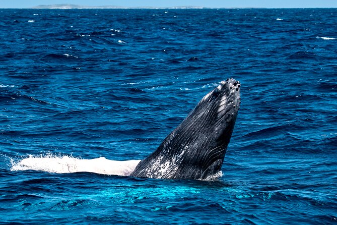 Grand Turk: Whale Watching - Atlantic humpback season, and why Grand Turk works