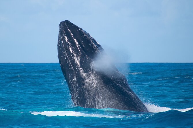 Grand Turk: Whale Watching - The 3.5 hour boat ride: time on the water, not time in transit