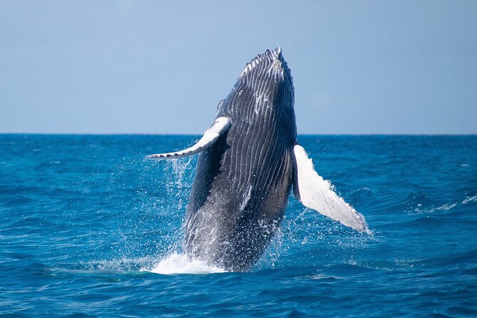Grand Turk: Whale Watching - Comfort and group size: why the boat feels better than you expect