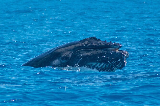 Grand Turk: Whale Watching - Rum punch, snacks, and the small stuff that keeps you happy