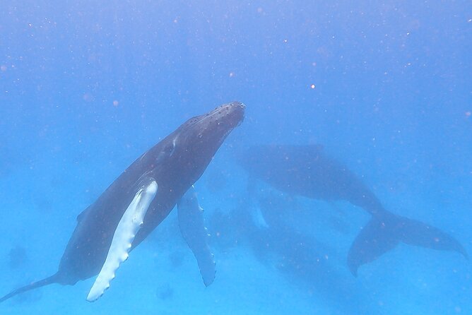 Grand Turk: Whale Watching - What you actually get for $200, and why it feels fair