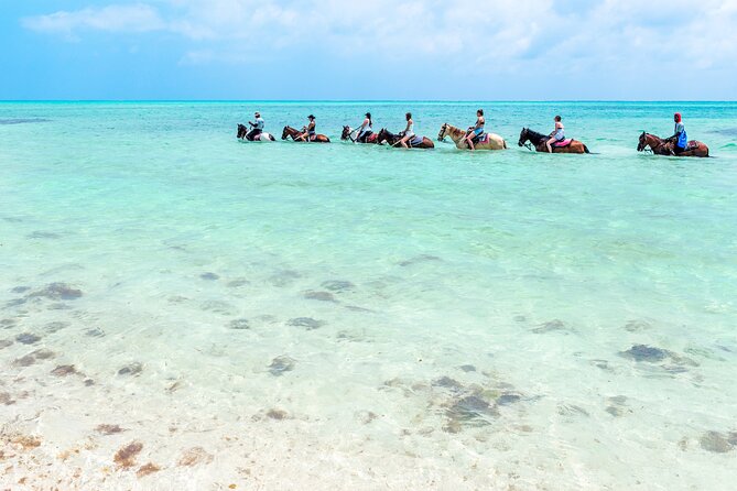 Group Beach and Ocean Horseback Adventure in Providenciales - The Horses: Why “Gelding” Matters for First Timers