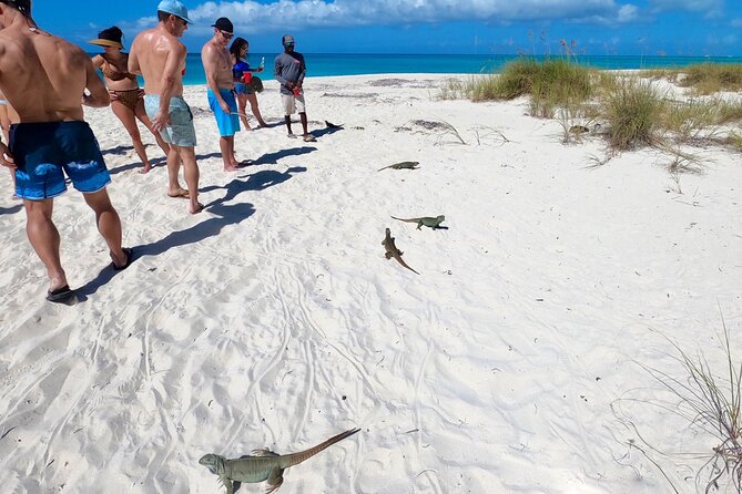Group Reef, Beach and Sandbar Tour from Providenciales - Stop 3: Pine Cay Sand Dollar Cove Sandbar (Shallow-Water Fun)