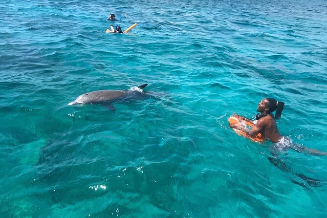 Group Reef, Beach and Sandbar Tour from Providenciales - Wildlife Chances: Iguanas, Rays, Dolphins, Turtles
