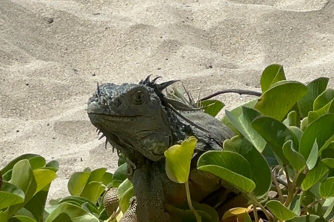 Half Day Private Sun and Snorkel exploring the Turks and Caicos - A secluded sandbar and a shipwreck sight made for photos and calm