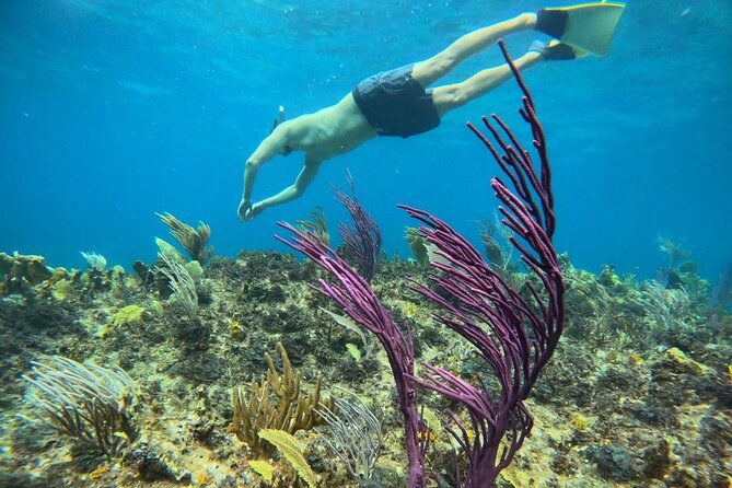 Half Day Snorkel from Providenciales with Visit to Half Moon Bay - Final verdict: should you book this half-day snorkel with Half Moon Bay?