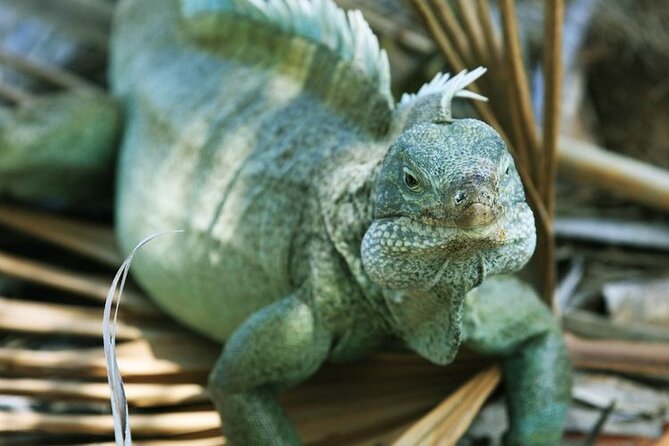 Half Moon Bay Jet Ski Tour & Snorkeling the La Famille Shipwreck - Snorkeling at the Caicos Banks: What You Should Expect
