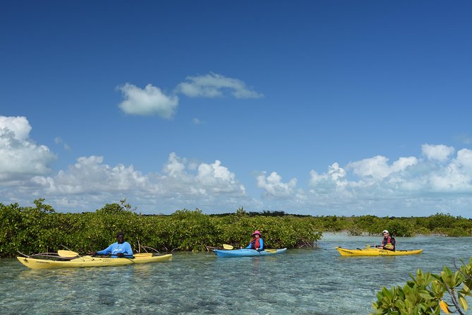 Kayak Eco Tour - Mangroves, Channels, and the Wildlife You Don’t See From Shore