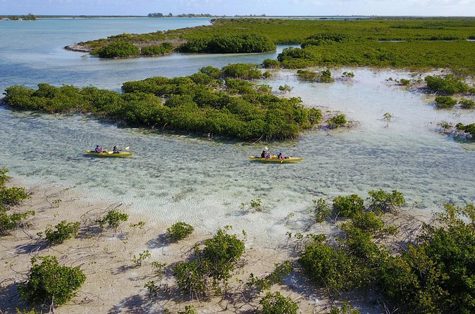 Kayak Eco Tour - Mangrove Nursery Grounds: The Real Reason This Tour Is Worth It
